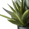 Aloe getopft