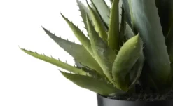 Aloe getopft