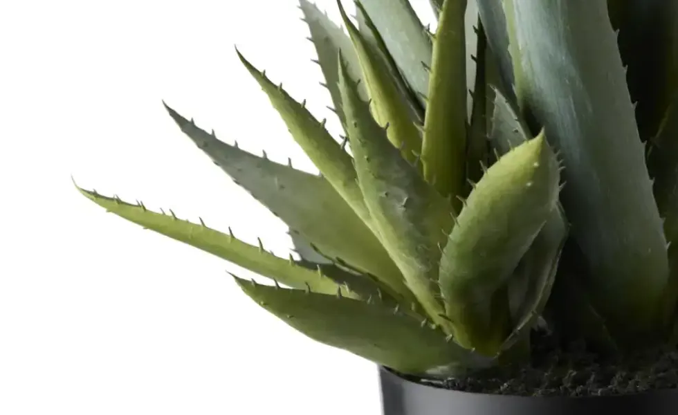 Aloe getopft