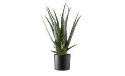 Aloe getopft