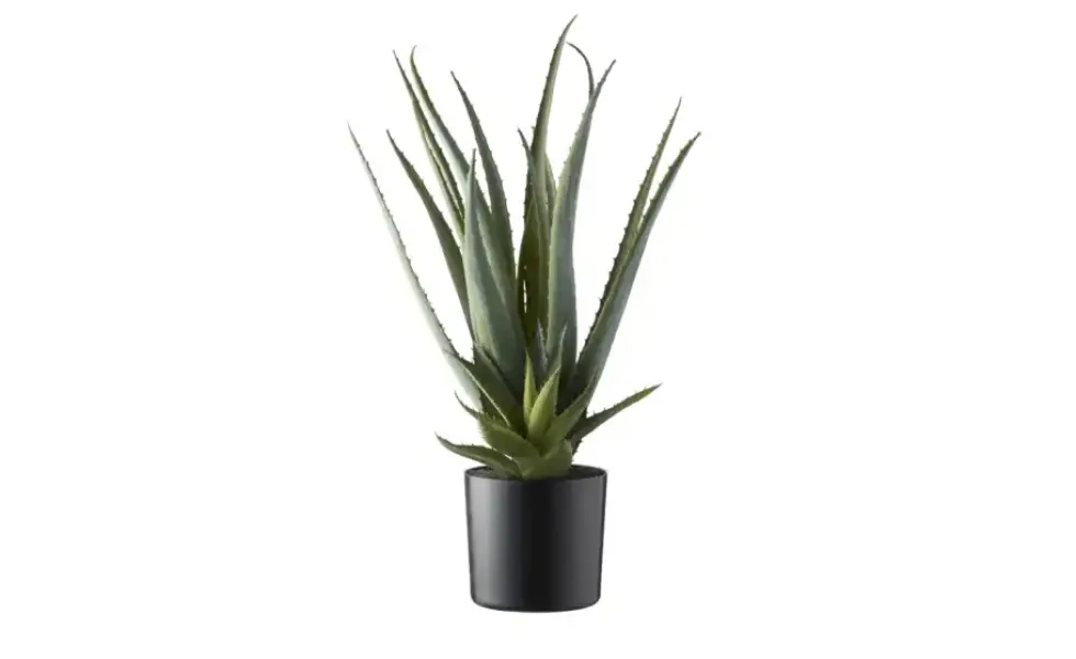 Aloe getopft