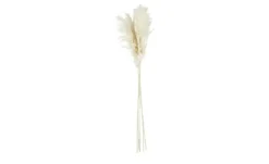 ASA SELECTION Trockenblumen