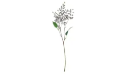 Beerenpick Zweig