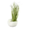 Blumentopf Muschel