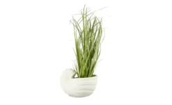 Blumentopf Muschel