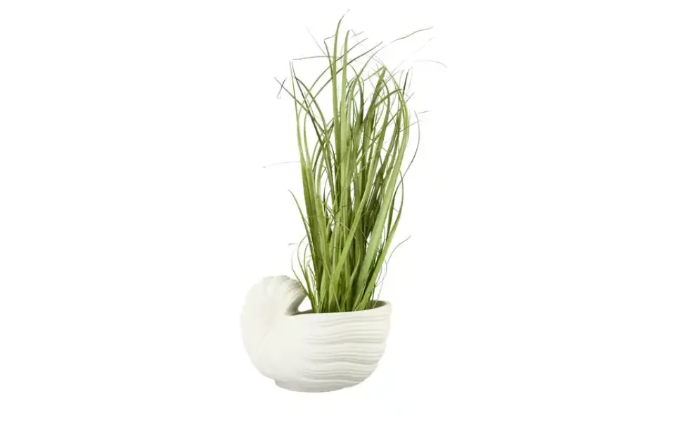Blumentopf Muschel