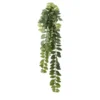 Columnea Ranke