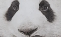 Dekokissen Panda