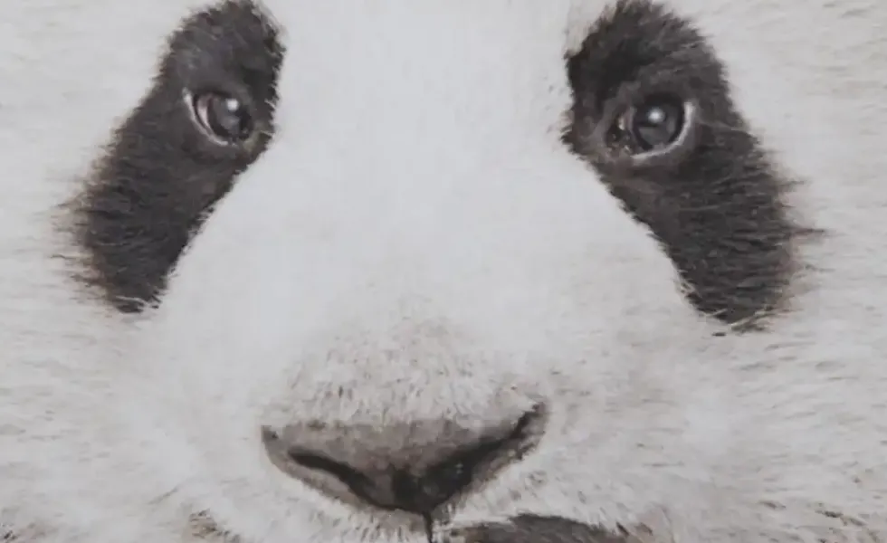 Dekokissen Panda