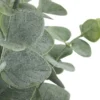 Eukalyptus getopft
