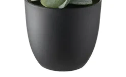 Eukalyptus getopft
