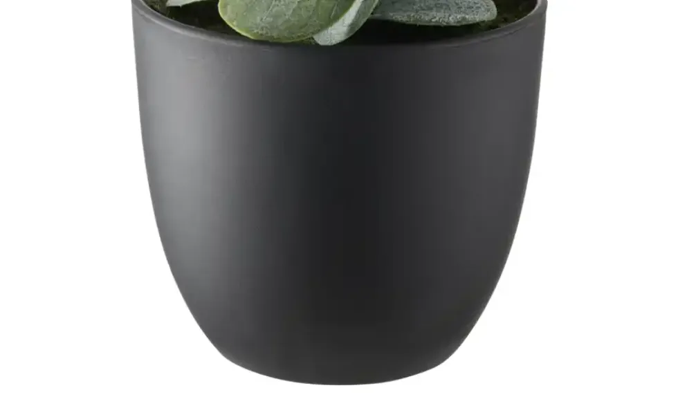 Eukalyptus getopft