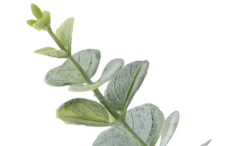 Eukalyptus getopft