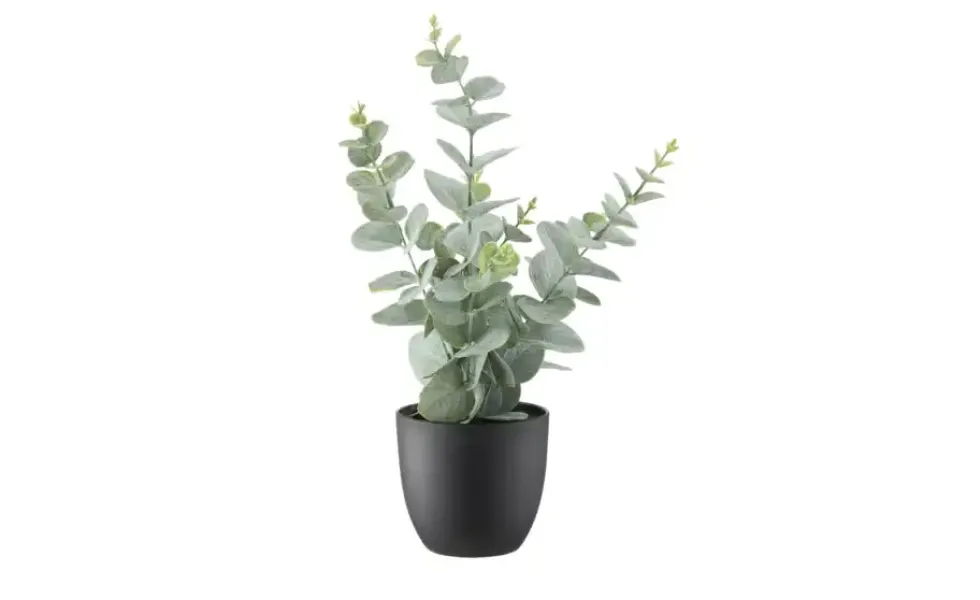 Eukalyptus getopft