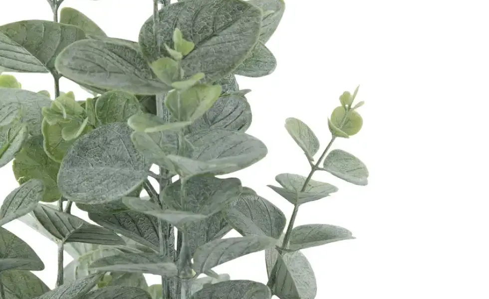 Eukalyptus getopft