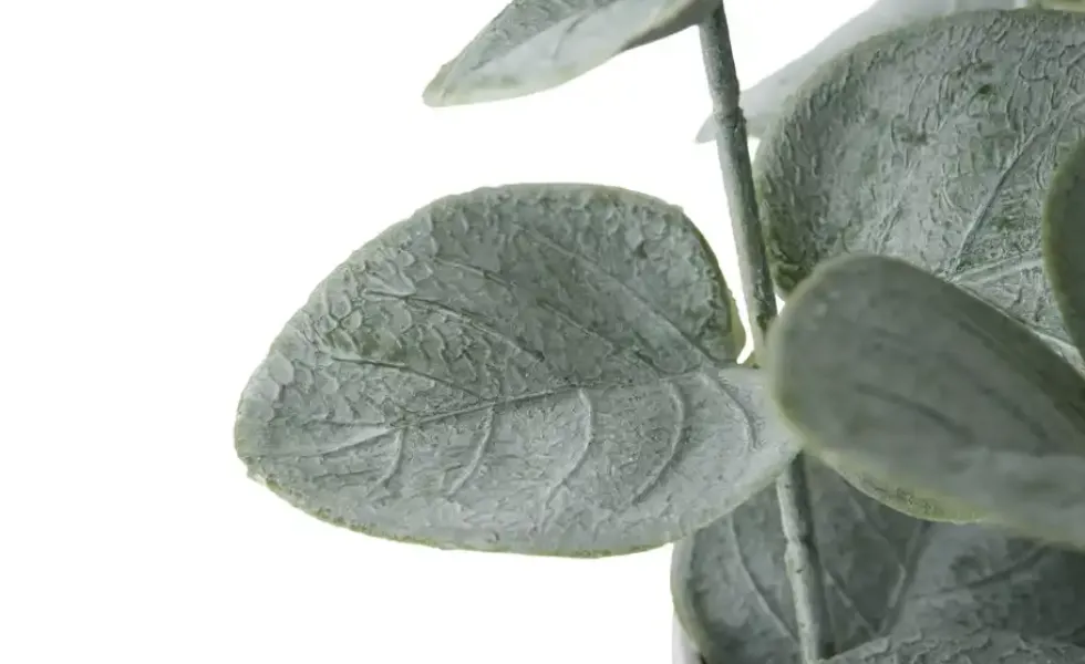 Eukalyptus getopft