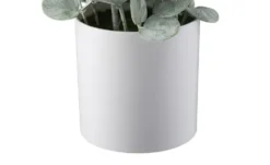 Eukalyptus getopft