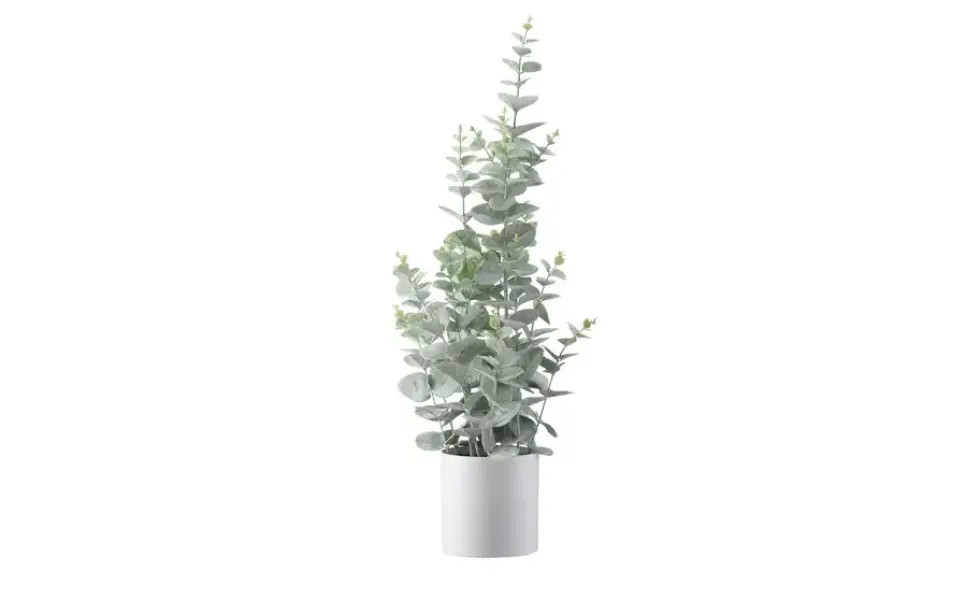 Eukalyptus getopft