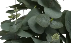 Eukalyptus getopft