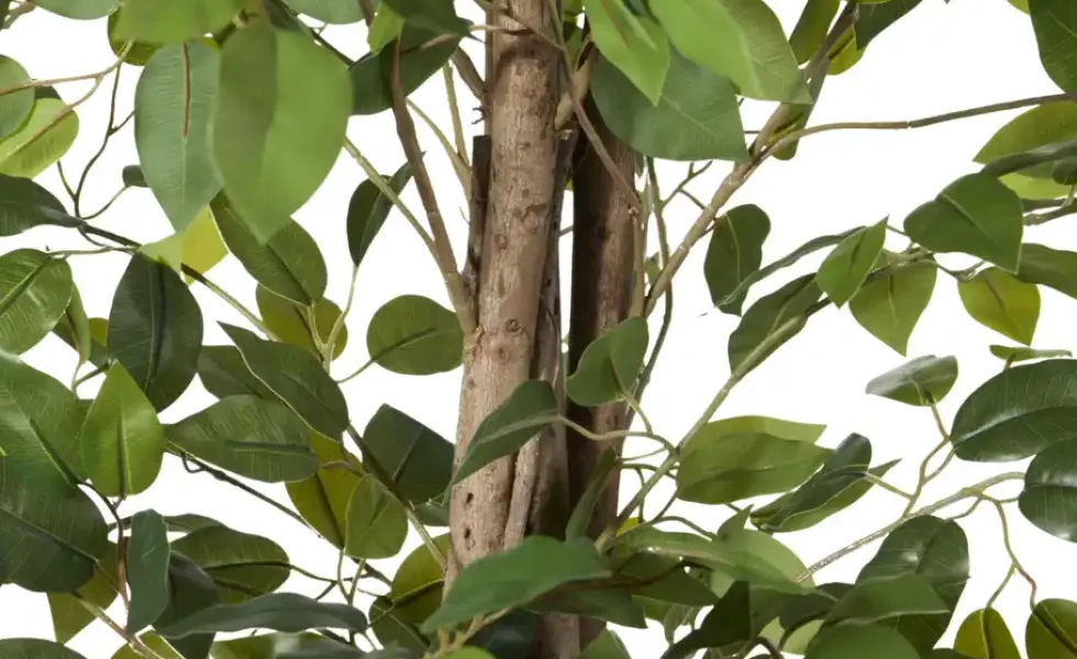 Ficus Benjamina getopft