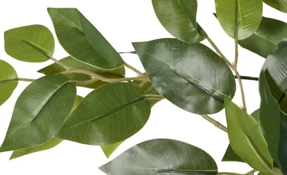 Ficus Benjamina getopft