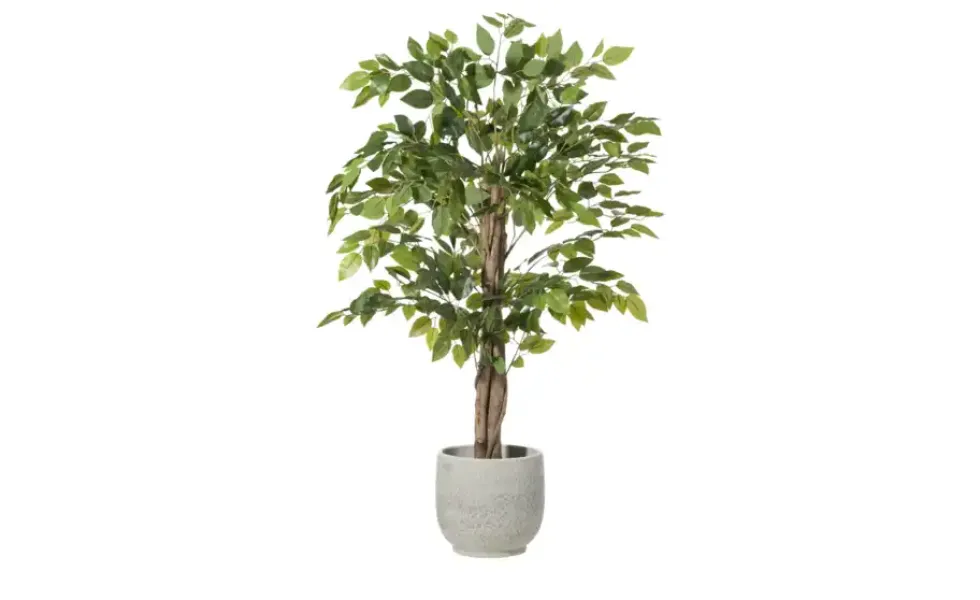 Ficus Benjamina getopft