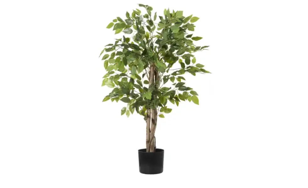Ficus Benjamina getopft