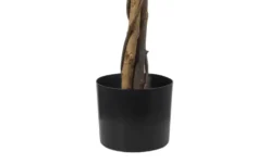 Ficus Benjamini getopft