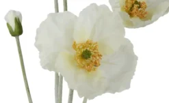 Klatschmohn