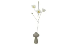 Klatschmohn