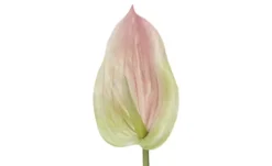 Kunstblume Anthurium