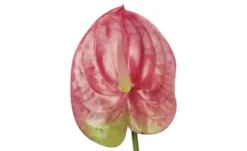 Kunstblume Anthurium