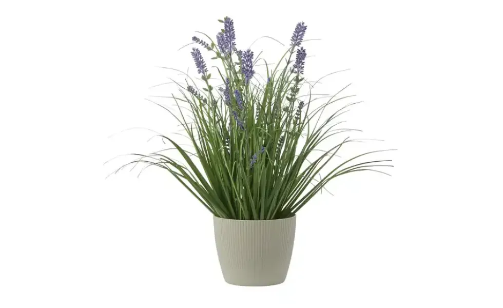 Lavendel getopft