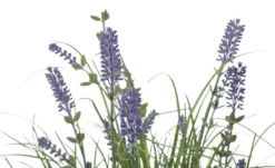 Lavendel getopft