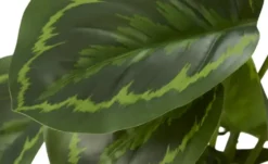 Maranta getopft