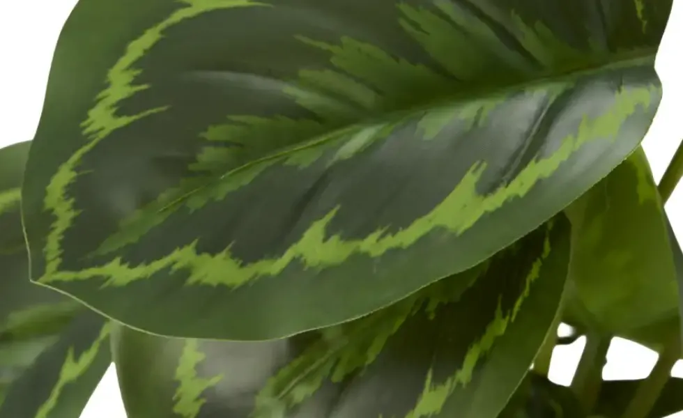 Maranta getopft