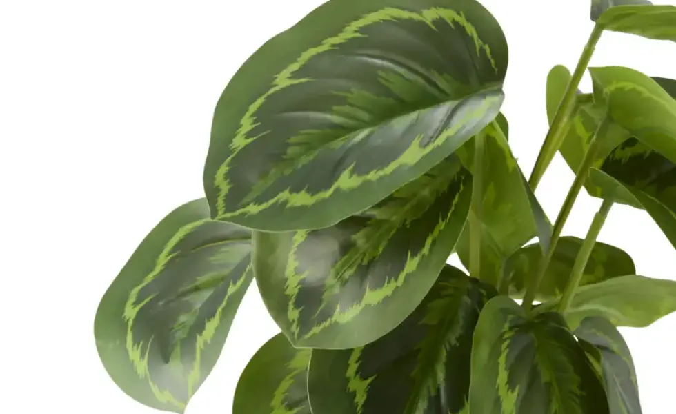 Maranta getopft