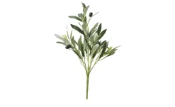 Olivenzweig