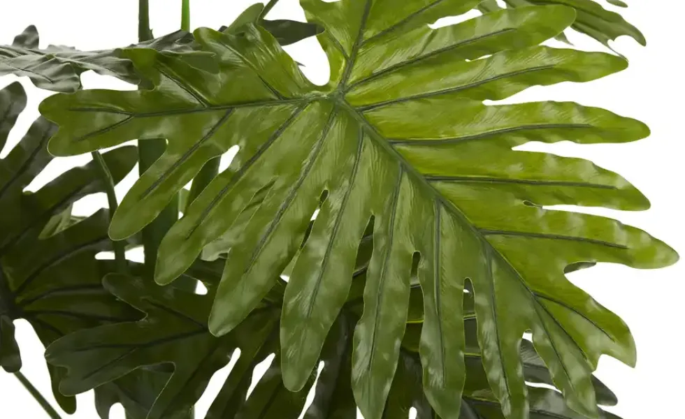 Palme getopft