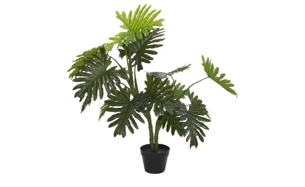 Palme getopft