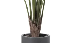 Philodendron getopft