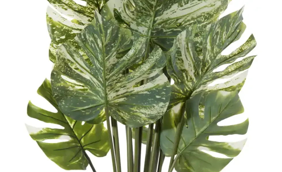 Philodendron getopft