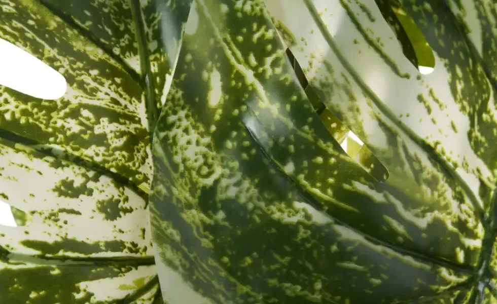Philodendron getopft