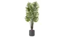 Philodendron getopft