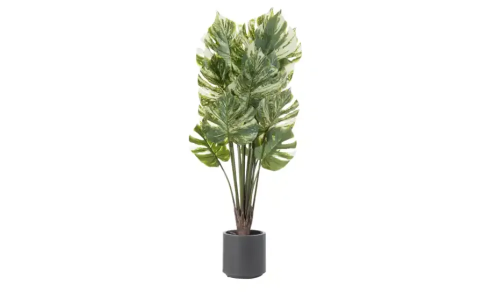 Philodendron getopft