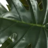 Philodendron getopft