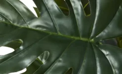 Philodendron getopft