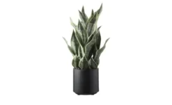 Sansevieria getopft