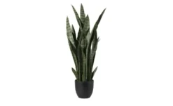 Sansevieria getopft