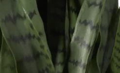 Sansevieria getopft